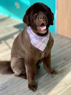 Gracie the Newfoundland - groom by Danielle