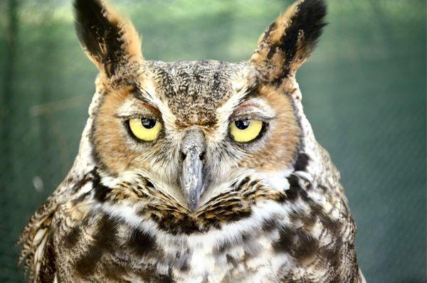 Olga, our female Great Horned Owl and Educational Bird of Prey