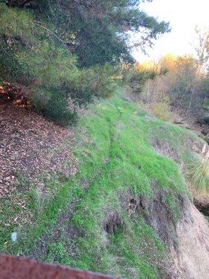 Green valley creek animal trail