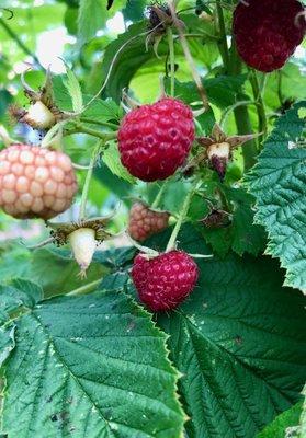 Ripening raspberries