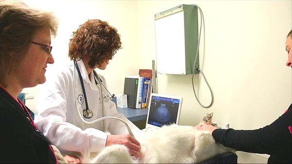 State College Veterinary Hospital