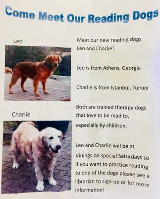 Therapy dogs