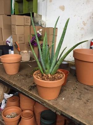 New Aloe Vera re-potted in a terra-cotta pot