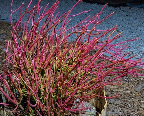 The fire sticks. They get super red in winter. I want it to get about 6 feet tall and I'll clip it there.