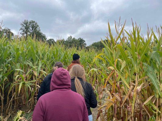 Corn maze