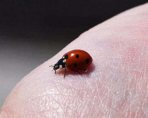 Ladybug on mom's hand
 in Depoe Bay, 5-25-2023