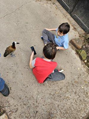 My 2 boys letting the whistling ducks check them out