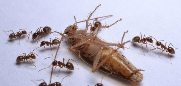 Service Pest Control Customers in Greater Memphis Area!  Ants will eat other insects.  Call 901.327.8803 for a free inspection and estimate!