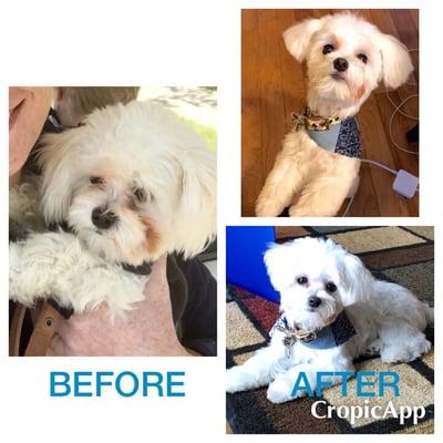 Shaggy pup is sad with with tear stains on the left.  After his grooming he is pretty and happy on the right.