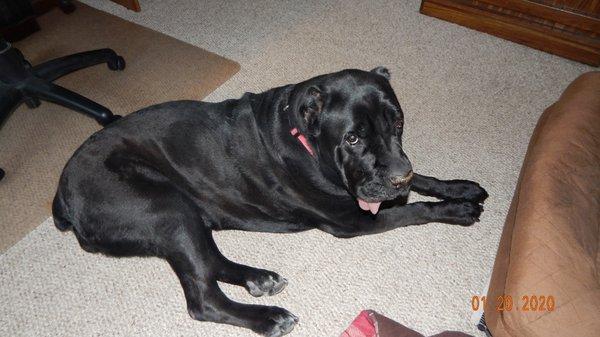 Mika, Cane Corso. Loves Dr. Kennedy and her staff. She has been a client since she was a puppy, now 81/2 years old.