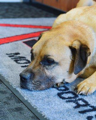 Tucker our shop dog! He will be missed!