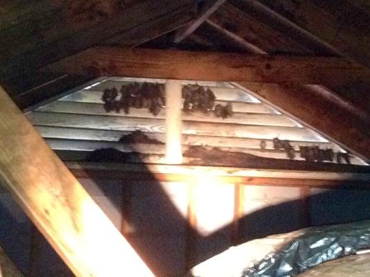 Bats in the attic