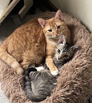 Brothers gotta hug! They absolutely love each other. Thank you again, Beatrice Humane Society!