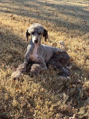 Grayson County Animal Emergency Clinic