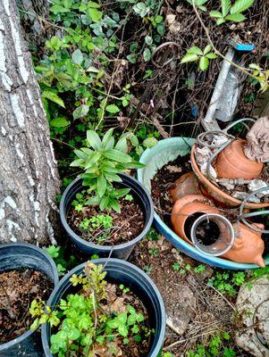 Native Foods Nursery