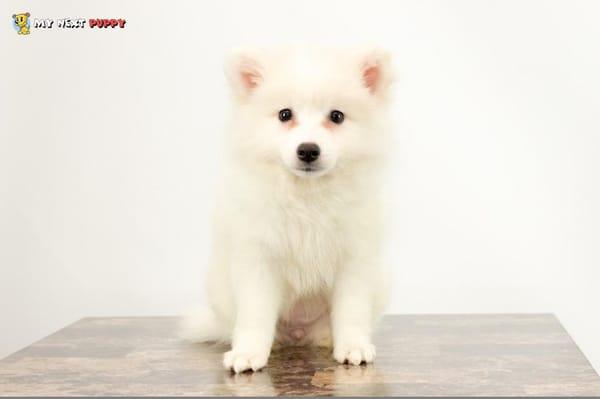 American Eskimo