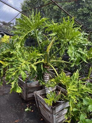 Split leaf philodendron