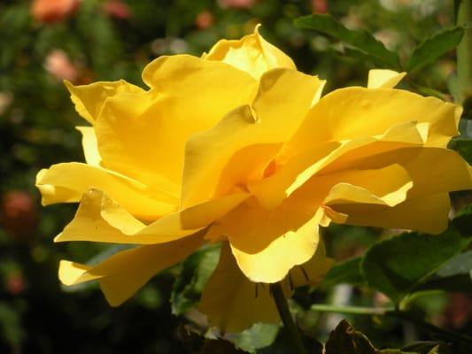 YELLOW SUMMER ROSE