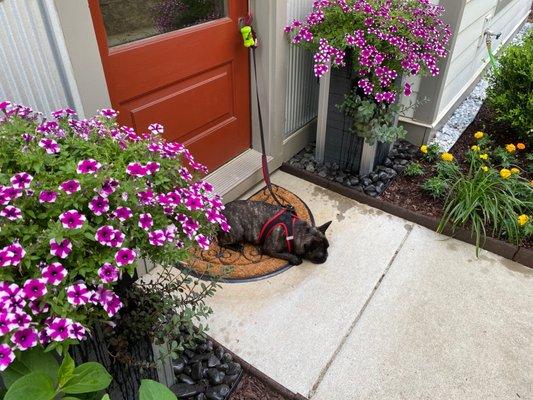 Beautiful potted flower selection