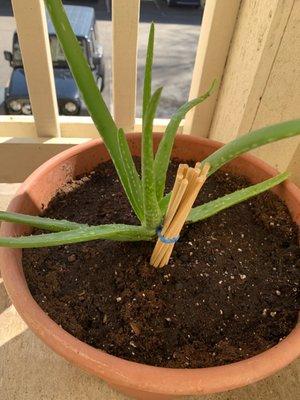 Aloe Vera plant