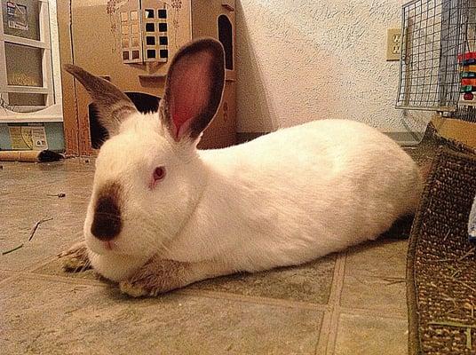 BunnyBun relaxing