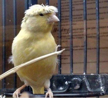 You're going to leave this place looking like this bird.