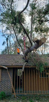 Crane assisted tree removal