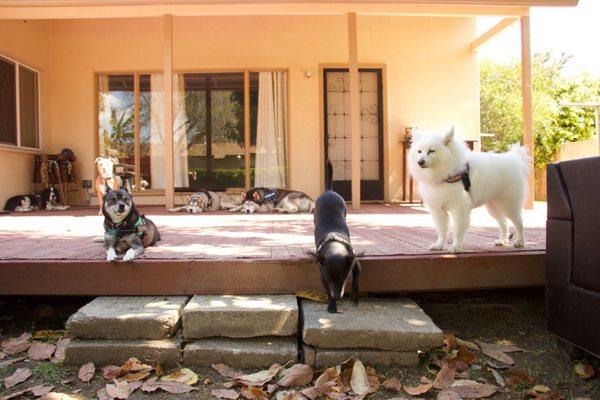 A nice afternoon is even better with furry friends at daycare.