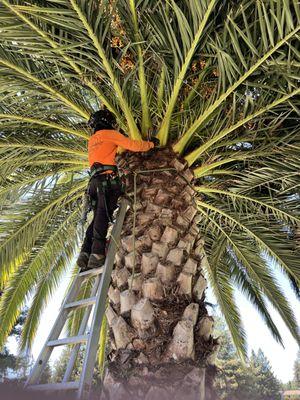 Date palm tree clean up.