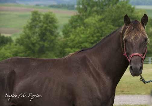 Raindancer Stables