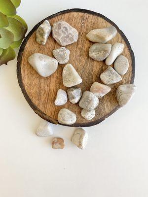 Polished local fossils from Lake Michigan