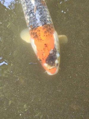 Koi fish and little tiny other type fish