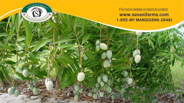 Online Mango @savanifarms.com