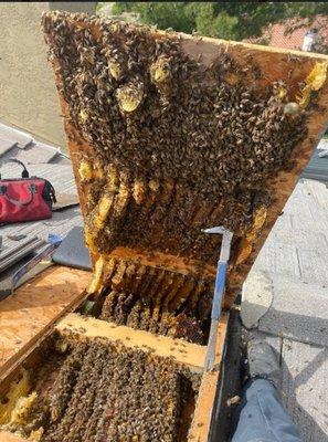 Bees and hive removal from under roof.