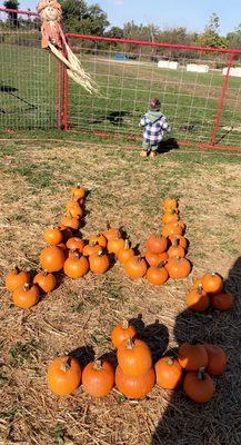 Pumpkin picking time