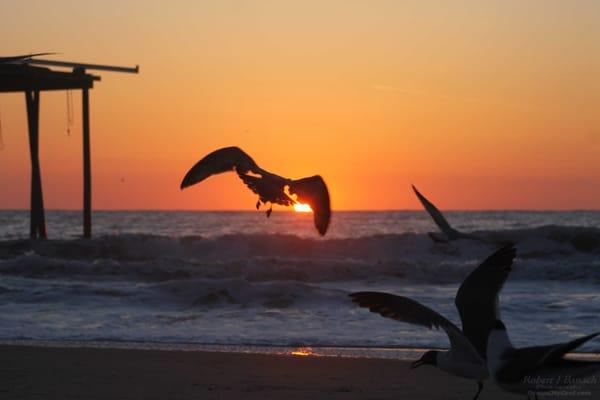 Seagulls at sunrise at the OC Fishing Pier, Ocean City MD  #oceancitycool