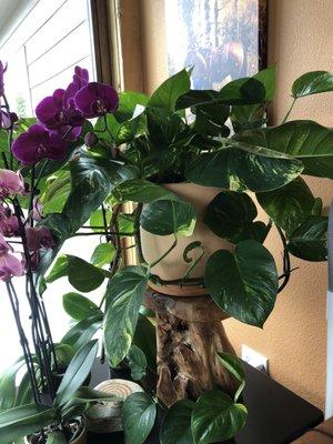 Jungle Pothos.