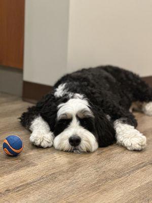 Bernie, our office therapy dog, hard at work!