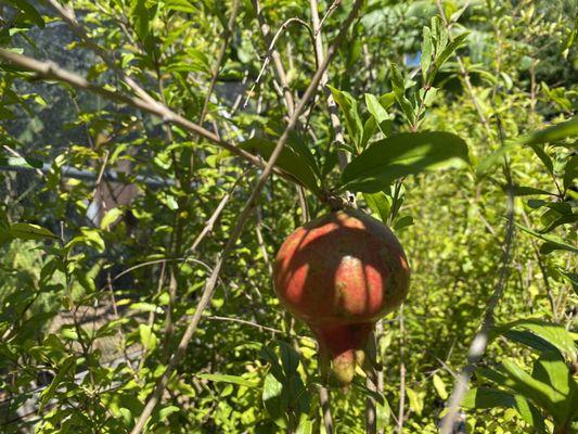 Pomegranate tree