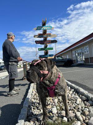 Not stressed outside vet.