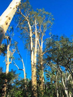 Tall Eucalyptus Care in Santa Barbara, CA