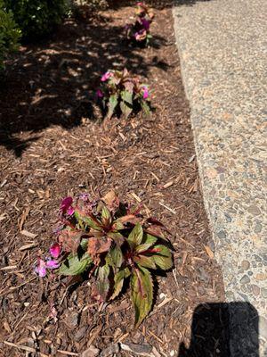 Sunpatiens