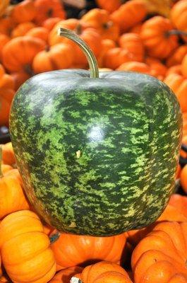 Apple Gourd.