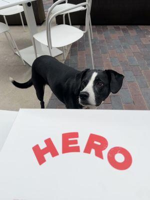 Doggos welcome on their patio