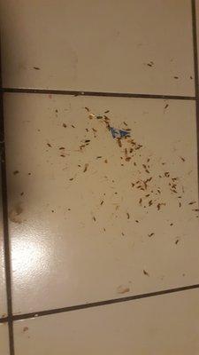 Hundreds of wings and some termites found every day inside house