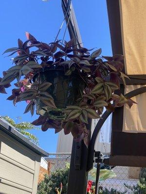 One of the outdoor hanging plants $7.95