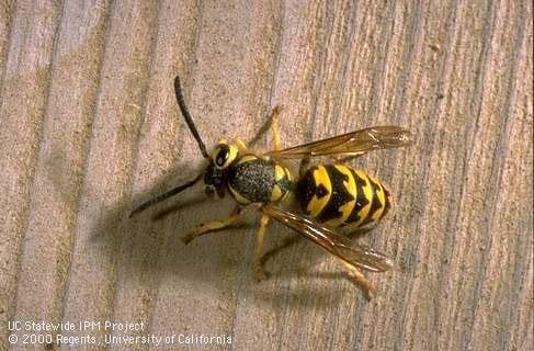 Yellow Jackets, Wasps, bees, hornets removed quickly.