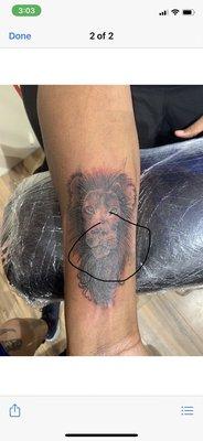 Suppose to be a cover up and it's a crooked lion.