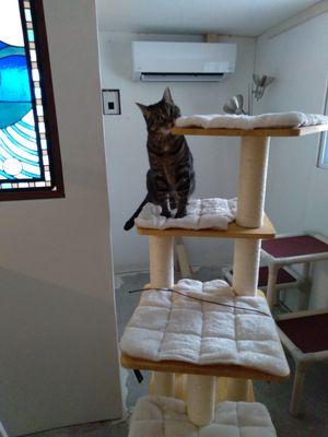 Enjoying some play time out of her tower in the "cat play room"