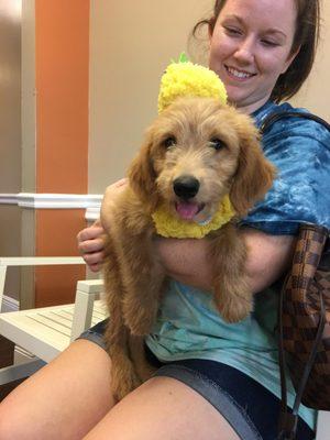 Leo, our first halloween contest contestant is yellow enough to brighten anyone's day!